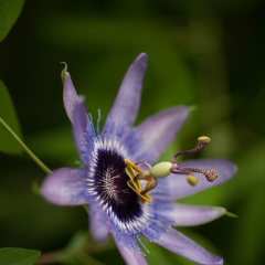 Passion Flower Photo Imagery.jpg To order a print please email me at  Mike Reid Photography : Flower, flowers, floral, floral photography, thin dof, abstract photography, beauty, poetic, zeiss, reid, beautiful flowers, stunning, colorful, artistic flower photography, artistic flowers, fine art flower photography