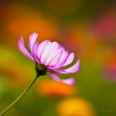 Pink Cosmo Flower.jpg To order a print please email me at  Mike Reid Photography : Flower, flowers, floral, floral photography, thin dof, abstract photography, beauty, poetic, zeiss, reid, beautiful flowers, stunning, colorful, artistic flower photography, artistic flowers, fine art flower photography