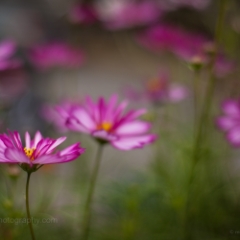 Pink Cosmos Flower Photograph.jpg