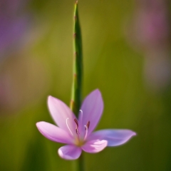 Pink Crocus Soft Floral Photography.jpg  This flower looks like a painting printed on canvas and makes me smile every time I look at it To order a print please email me at  Mike Reid Photography : Flower, flowers, floral, floral photography, thin dof, abstract photography, beauty, poetic, zeiss, reid, beautiful flowers, stunning, colorful, artistic flower photography, artistic flowers, fine art flower photography