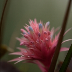 Pink Succulent Photography.jpg To order a print please email me at  Mike Reid Photography : Flower, flowers, floral, floral photography, thin dof, abstract photography, beauty, poetic, zeiss, reid, beautiful flowers, stunning, colorful, artistic flower photography, artistic flowers, fine art flower photography