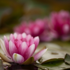 Pink Water Lillies.jpg To order a print please email me at  Mike Reid Photography