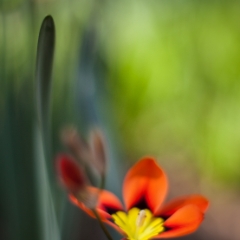 Poignant and Vivid.jpg To order a print please email me at  Mike Reid Photography : Flower, flowers, floral, floral photography, thin dof, abstract photography, beauty, poetic, zeiss, reid, beautiful flowers, stunning, colorful, botanical, clivia, thin depth of field, macro, flower macro