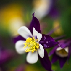 Purple Columbine Floral Photo.jpg To order a print please email me at  Mike Reid Photography : Flower, flowers, floral, floral photography, thin dof, abstract photography, beauty, poetic, zeiss, reid, beautiful flowers, stunning, colorful, artistic flower photography, artistic flowers, fine art flower photography