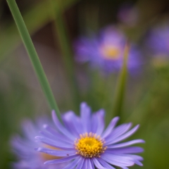 Purple Daisy Flowers Image.jpg To order a print please email me at  Mike Reid Photography : Flower, flowers, floral, floral photography, thin dof, abstract photography, beauty, poetic, zeiss, reid, beautiful flowers, stunning, colorful, artistic flower photography, artistic flowers, fine art flower photography