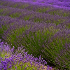 Purple Lavender.jpg