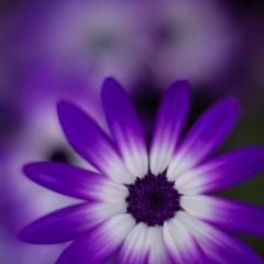 Purple White Gerbera Daisy.jpg To order a print please email me at  Mike Reid Photography : Flower, flowers, floral, floral photography, thin dof, abstract photography, beauty, poetic, zeiss, reid, beautiful flowers, stunning, colorful, botanical, clivia, thin depth of field, macro, flower macro