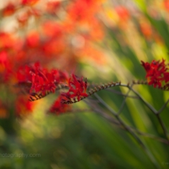 Red Crocosmia Blooms Photograph.jpg To order a print please email me at  Mike Reid Photography : Flower, flowers, floral, floral photography, thin dof, abstract photography, beauty, poetic, zeiss, reid, beautiful flowers, stunning, colorful, artistic flower photography, artistic flowers, fine art flower photography