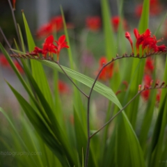 Red Crocosmia Flower Fields.jpg To order a print please email me at  Mike Reid Photography : Flower, flowers, floral, floral photography, thin dof, abstract photography, beauty, poetic, zeiss, reid, beautiful flowers, stunning, colorful, artistic flower photography, artistic flowers, fine art flower photography