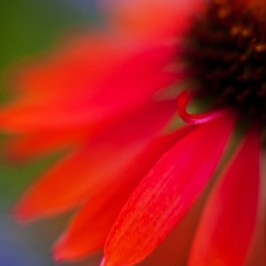 Red Echinacia Flower.jpg