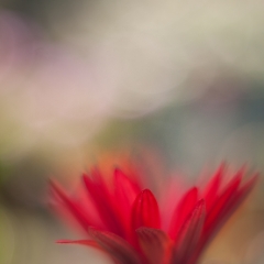 Red Flower Daisy Petals.jpg To order a print please email me at  Mike Reid Photography : Flower, flowers, floral, floral photography, thin dof, abstract photography, beauty, poetic, zeiss, reid, beautiful flowers, stunning, colorful, botanical, clivia, thin depth of field, macro, flower macro