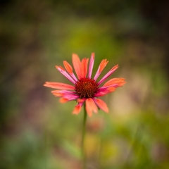 Red Gerbera Flower Photograph.jpg
