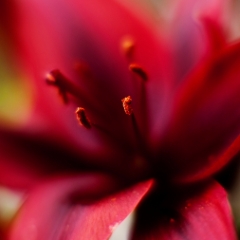 Red Lilly Flower Photography.jpg To order a print please email me at  Mike Reid Photography : Flower, flowers, floral, floral photography, thin dof, abstract photography, beauty, poetic, zeiss, reid, beautiful flowers, stunning, colorful, artistic flower photography, artistic flowers, fine art flower photography