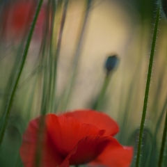 Red Poppies Floral Photograph.jpg To order a print please email me at  Mike Reid Photography : Flower, flowers, floral, floral photography, thin dof, abstract photography, beauty, poetic, zeiss, reid, beautiful flowers, stunning, colorful, artistic flower photography, artistic flowers, fine art flower photography