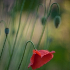 Red Poppy Floral Photography.jpg To order a print please email me at  Mike Reid Photography : Flower, flowers, floral, floral photography, thin dof, abstract photography, beauty, poetic, zeiss, reid, beautiful flowers, stunning, colorful, artistic flower photography, artistic flowers, fine art flower photography