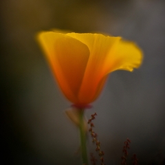 Single Glowing Soft Poppy Flower.jpg