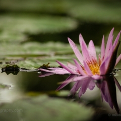 Single Pink Water Lilly Flower.jpg