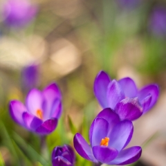 Soft Abstract Purple Crocus.jpg To order a print please email me at  Mike Reid Photography : Flower, flowers, floral, floral photography, thin dof, abstract photography, beauty, poetic, zeiss, reid, beautiful flowers, stunning, colorful, artistic flower photography, artistic flowers, fine art flower photography