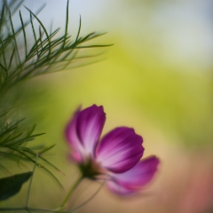 Soft Small Cosmo.jpg To order a print please email me at  Mike Reid Photography : Flower, flowers, floral, floral photography, thin dof, abstract photography, beauty, poetic, zeiss, reid, beautiful flowers, stunning, colorful, artistic flower photography, artistic flowers, fine art flower photography