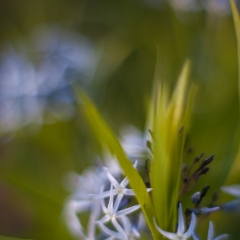 Star Flower Cluster.jpg To order a print please email me at  Mike Reid Photography : Flower, flowers, floral, floral photography, thin dof, abstract photography, beauty, poetic, zeiss, reid, beautiful flowers, stunning, colorful, artistic flower photography, artistic flowers, fine art flower photography