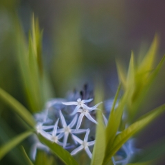 Star Flower Dream.jpg