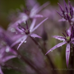 Star Flowers Photo.jpg To order a print please email me at  Mike Reid Photography : Flower, flowers, floral, floral photography, thin dof, abstract photography, beauty, poetic, zeiss, reid, beautiful flowers, stunning, colorful, artistic flower photography, artistic flowers, fine art flower photography