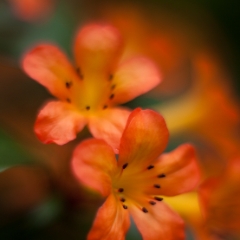 Two Orange Beauties.jpg To order a print please email me at  Mike Reid Photography : Flower, flowers, floral, floral photography, thin dof, abstract photography, beauty, poetic, zeiss, reid, beautiful flowers, stunning, colorful, botanical, clivia, thin depth of field, macro, flower macro