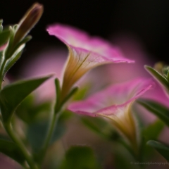 Two Pink Flower Abstracts.jpg To order a print please email me at  Mike Reid Photography : Flower, flowers, floral, floral photography, thin dof, abstract photography, beauty, poetic, zeiss, reid, beautiful flowers, stunning, colorful, artistic flower photography, artistic flowers, fine art flower photography