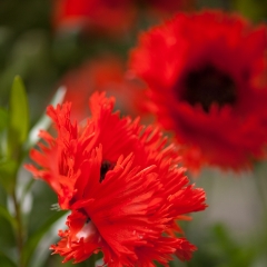 Vibrant Red Poppies.jpg To order a print please email me at  Mike Reid Photography : Flower, flowers, floral, floral photography, thin dof, abstract photography, beauty, poetic, zeiss, reid, beautiful flowers, stunning, colorful, impressionistic, soft focus