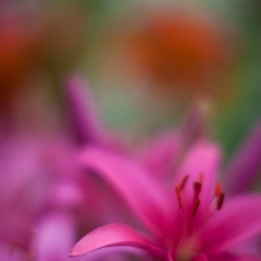 Vibrant Stargazers.jpg To order a print please email me at  Mike Reid Photography : Flower, flowers, floral, floral photography, thin dof, abstract photography, beauty, poetic, zeiss, reid, beautiful flowers, stunning, colorful, artistic flower photography, artistic flowers, fine art flower photography