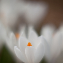 White Blossoms.jpg To order a print please email me at  Mike Reid Photography : Flower, flowers, floral, floral photography, thin dof, abstract photography, beauty, poetic, zeiss, reid, beautiful flowers, stunning, colorful, artistic flower photography, artistic flowers, fine art flower photography, crocus, 1.2
