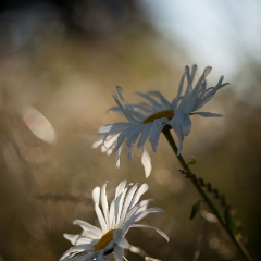 White Gerbera Flowers Photography.jpg