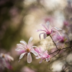 White Magnolias Clouds.jpg To order a print please email me at  Mike Reid Photography : Flower, flowers, floral, floral photography, thin dof, abstract photography, beauty, poetic, zeiss, reid, beautiful flowers, stunning, colorful, artistic flower photography, artistic flowers, fine art flower photography