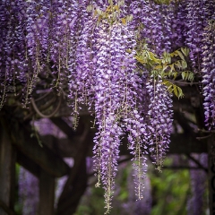 Wisteria Photo.jpg To order a print please email me at  Mike Reid Photography : Flower, flowers, floral, floral photography, thin dof, abstract photography, beauty, poetic, zeiss, reid, beautiful flowers, stunning, colorful, artistic flower photography, artistic flowers, fine art flower photography