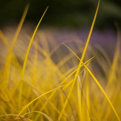 Yellow Blades of Grass.jpg To order a print please email me at  Mike Reid Photography : Flower, flowers, floral, floral photography, thin dof, abstract photography, beauty, poetic, zeiss, reid, beautiful flowers, stunning, colorful, artistic flower photography, artistic flowers, fine art flower photography