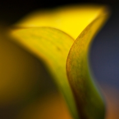 Yellow Calla.jpg To order a print please email me at  Mike Reid Photography : Flower, flowers, floral, floral photography, thin dof, abstract photography, beauty, poetic, zeiss, reid, beautiful flowers, stunning, colorful, artistic flower photography, artistic flowers, fine art flower photography