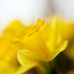 Yellow Daffodil Cup of Light.jpg To order a print please email me at  Mike Reid Photography