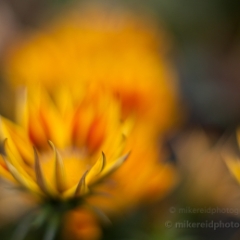 Yellow Daisy Burst.jpg To order a print please email me at  Mike Reid Photography : Flower, flowers, floral, floral photography, thin dof, abstract photography, beauty, poetic, zeiss, reid, beautiful flowers, stunning, colorful, artistic flower photography, artistic flowers, fine art flower photography