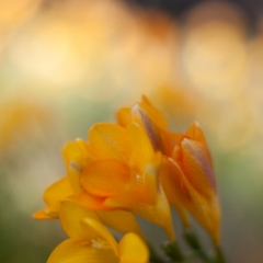 Yellow Freesia.jpg To order a print please email me at  Mike Reid Photography : Flower, flowers, floral, floral photography, thin dof, abstract photography, beauty, poetic, zeiss, reid, beautiful flowers, stunning, colorful, botanical, clivia, thin depth of field, macro, flower macro