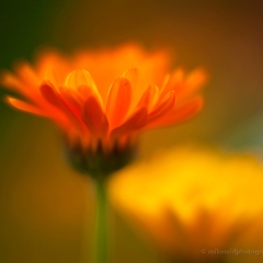 Yellow Orange Gerbera Daisies.jpg To order a print please email me at  Mike Reid Photography : Flower, flowers, floral, floral photography, thin dof, abstract photography, beauty, poetic, zeiss, reid, beautiful flowers, stunning, colorful, artistic flower photography, artistic flowers, fine art flower photography