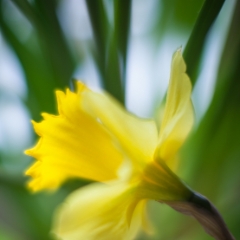 Yellow Spring Evidence.jpg To order a print please email me at  Mike Reid Photography : Flower, flowers, floral, floral photography, thin dof, abstract photography, beauty, poetic, zeiss, reid, beautiful flowers, stunning, colorful, botanical, clivia, thin depth of field, macro, flower macro, daffodil