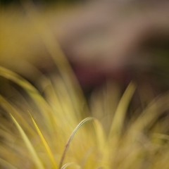 Yellow Wheat Blades of Grass.jpg To order a print please email me at  Mike Reid Photography : Flower, flowers, floral, floral photography, thin dof, abstract photography, beauty, poetic, zeiss, reid, beautiful flowers, stunning, colorful, artistic flower photography, artistic flowers, fine art flower photography