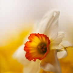 Yellow White Orange Daffodil.jpg To order a print please email me at  Mike Reid Photography