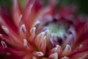 Dahlia Photography One of my all time favorite subjects, Dahlias, explode with layers of color each summer. #dahlia To order a print please...