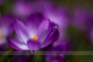 Abstract Crocus Photo