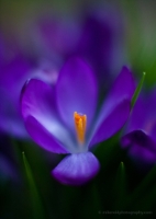 Cluster of Purple Flowers