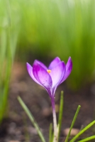 Crocus Abstract Photo