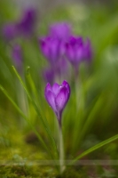 Crocus Bokeh