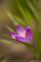 Crocus Movement