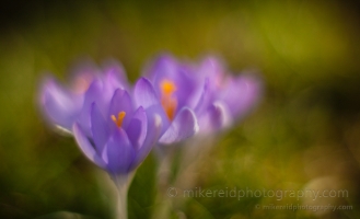 Crocus Painting